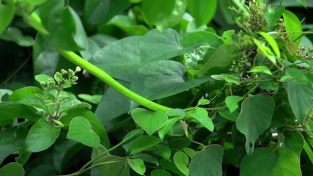 Oriental Whip Snake (Ahaetulla prasina) on Tree Branch
