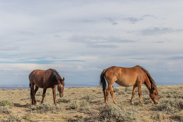 Beautiful wild Horses in Colorado