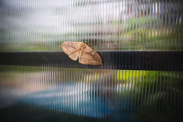 Brown moth on a striped window glass in Lembang, West Java Indonesia 