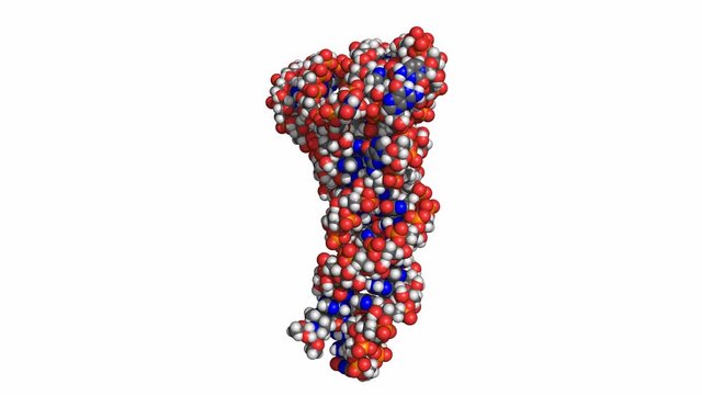 Transfer RNA (tRNA) is a small molecule that carries amino-acids to ribosomes, where they are linked into a nascent protein. Space-filling model, colored by atom, seamless loop.