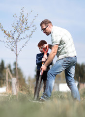 son and father plant a tree together