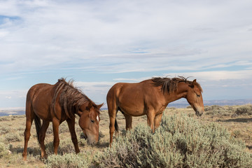 Obraz premium Beautiful wild Horses in Colorado