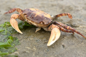 Nordsee-Krabbe in der freien Wildbahn im Wattenmeer