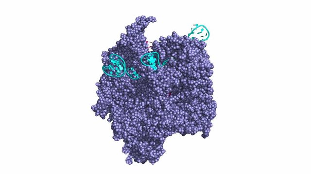 CRISPR/Cas9 genome editing/engineering system. Cas9 can be used to cut target DNA at a site complementary to its loaded RNA. Rotating model, RNA in cyan, target DNA in pink, seamless loop.