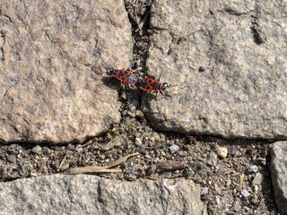 a pair of firebugs, Pyrrhocoris apterus during mating