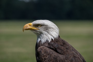 Obraz premium Baldeagle