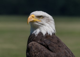 Baldeagle