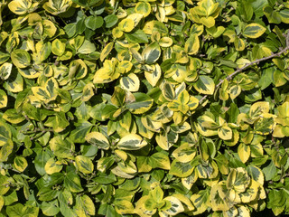 a large bed of yellow green leaves