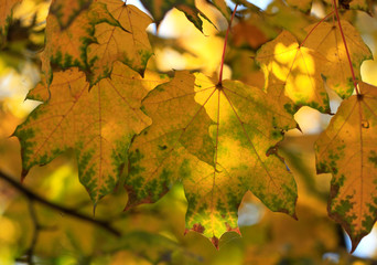 colorful autumn leaves
