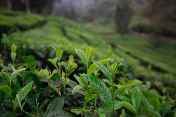 Tea plantation in Lembang, West Java of Indonesia 