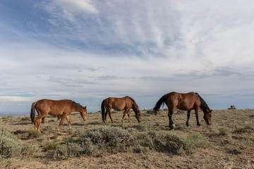 Naklejka na ściany i meble Beautiful wild Horses in Colorado