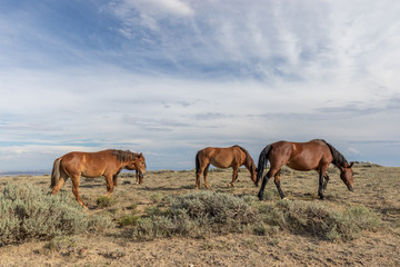 Naklejka na ściany i meble Beautiful wild Horses in Colorado