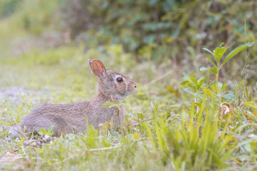 Hase in den Startl&ouml;chern