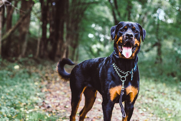 dog in park