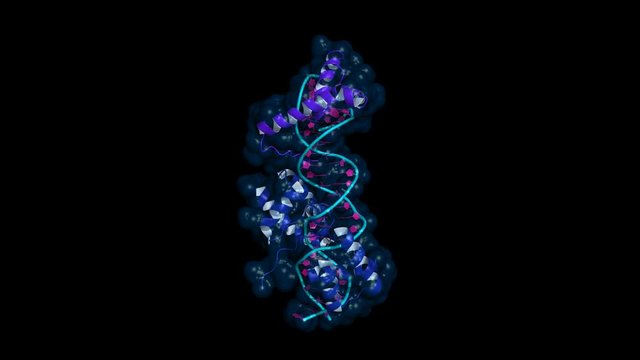 DNA binding domains of transcription factors Oct1 and Sox2, which are essential for self-renewal of embryonic stem cells. Rotating cartoon model, seamless loop.