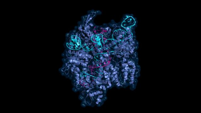 CRISPR/Cas9 genome editing/engineering system. Rotating cartoon protein model, seamless loop. RNA in cyan, target DNA magenta.