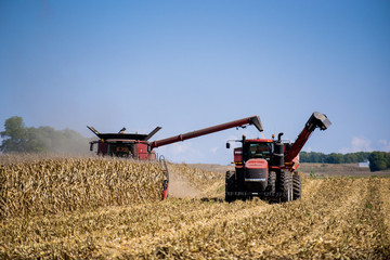 Picking corn