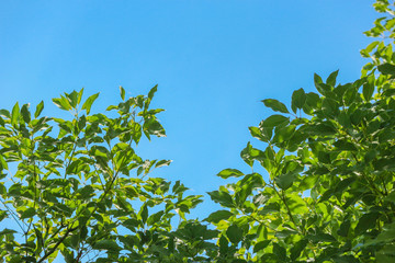 low angle view of natural green leaves branch with blue clear sky as background.