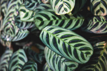 Peacock Plant (Calathea Makoyana), leaves with two shades of green with a pattern