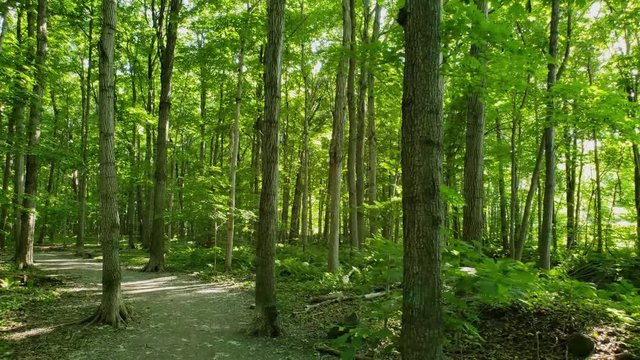 Personal perspective walking in the forest during the beginning of summer in North America