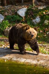Fototapeta premium Braunbär im Wildpark Grünau