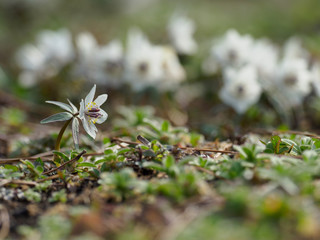 小さな愛らしい野花　セツブンソウ