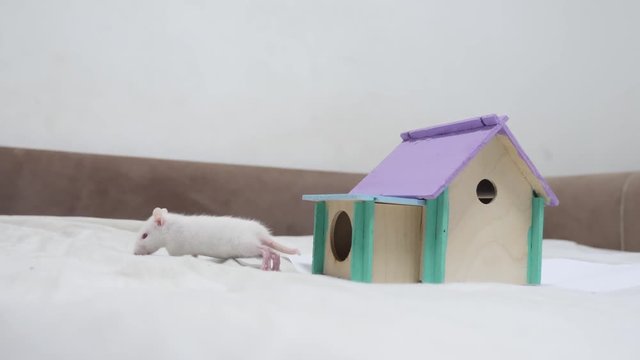 rat coming out of wooden house sniffing nose a hole cute video out of the burrow of a house and sniffs lifestyle food in search of food . cute mouse albino rat pet goes to the house. white rat concept