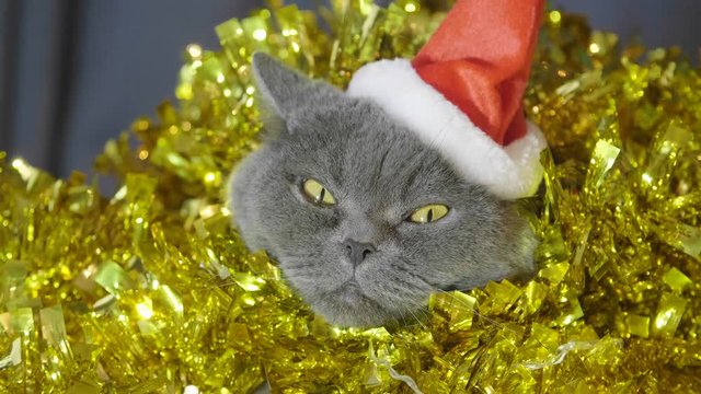Close-up of cat in red christmas hat sitting in christmas garland and tinsel look in cam and try to sleep. Close-up of animal portrait of cat in red christmas hat.   British cat celebrate Christmas 