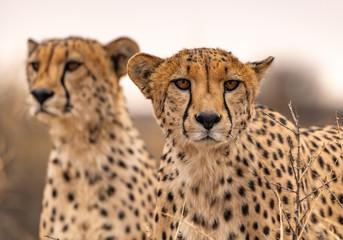 Two males cheetahs on the lookout