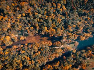 drone flight over autumn forest