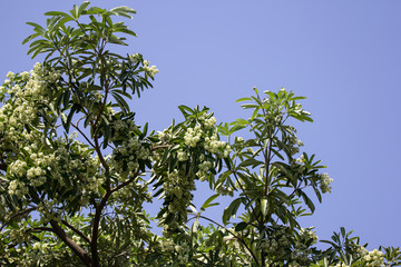 Fototapeta na wymiar Green Flower of Blackboard Tree