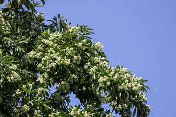 Green Flower of Blackboard Tree
