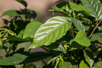 Fototapeta na wymiar Green leaf of yellow desmos chinensis flower
