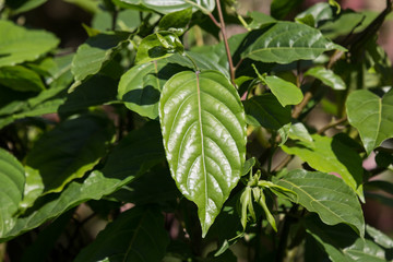 Green leaf of yellow desmos chinensis flower