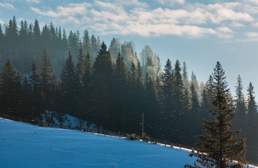 First sun rays on fir tree tops on sunrise winter mountain slope.