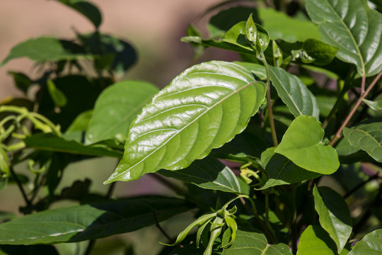 Green leaf of yellow desmos chinensis flower