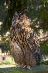Uhu im Wildpark Grünau