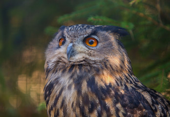 Uhu im Wildpark Grünau
