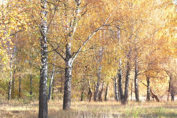 Fototapeta na wymiar beautiful scene with birches in yellow autumn birch forest in october among other birches in birch grove