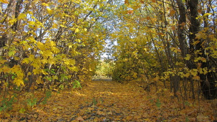 Кленовая аллея с троипкой и желтыми листями