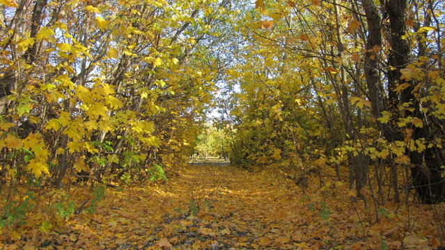 Кленовая аллея с троипкой и желтыми листями