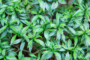 green leaf plant texture for background