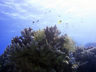 Naklejka premium Rotes Meer