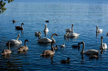 Stockholm water front with seabirds an autumn day with blu sky and sea, orange and red leafs.