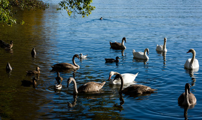 Stockholm water front with seabirds an autumn day with blu sky and sea, orange and red leafs.