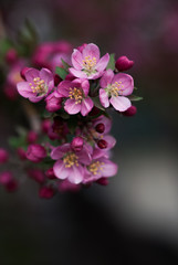 Fototapeta na wymiar Pink Crabapple Blossoms