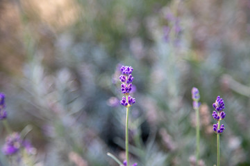 Lavendel
