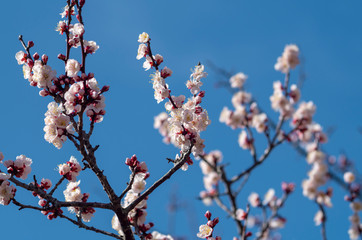梅の花と青空
