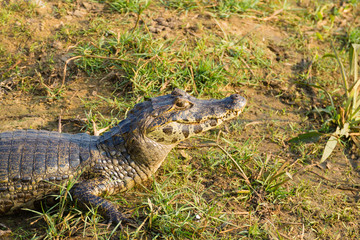 caiman which heats up in the morning sun.