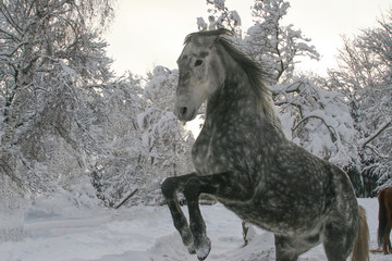 Fototapeta na wymiar a gray apple horse gallops in the winter in the snow, performs the classical levada riding school,